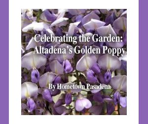 Celebrating the Garden: Altadena’s Golden Poppy