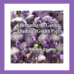 Celebrating the Garden: Altadena’s Golden Poppy