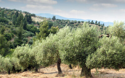 Olives Everywhere – AH Tree Committee
