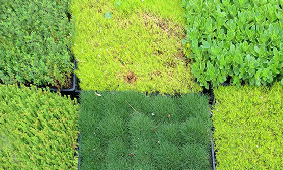 Alternatives to Grass Lawns